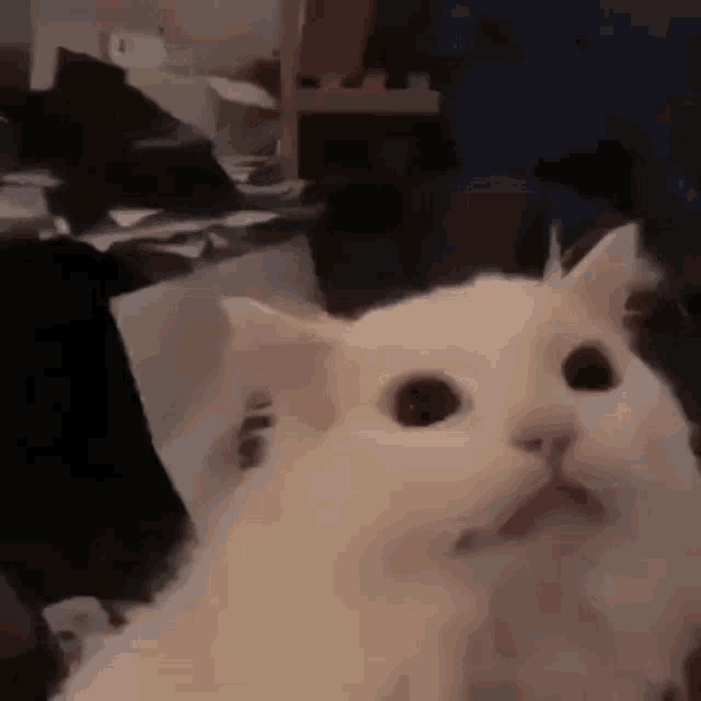 white long haired cat staring off camera before throwing head back to laugh